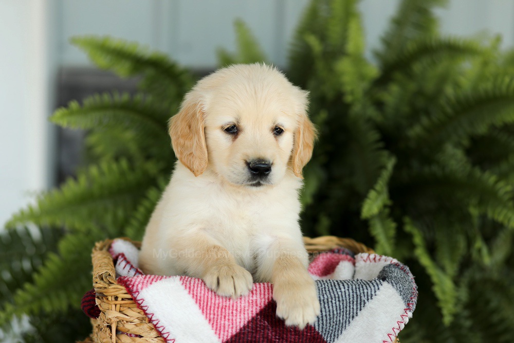 Brady Image of Brady, a Golden Retriever puppy