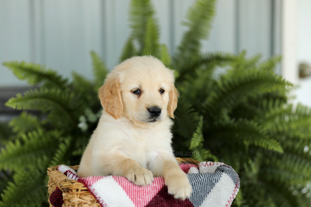 Brady Image of Brady, a Golden Retriever puppy