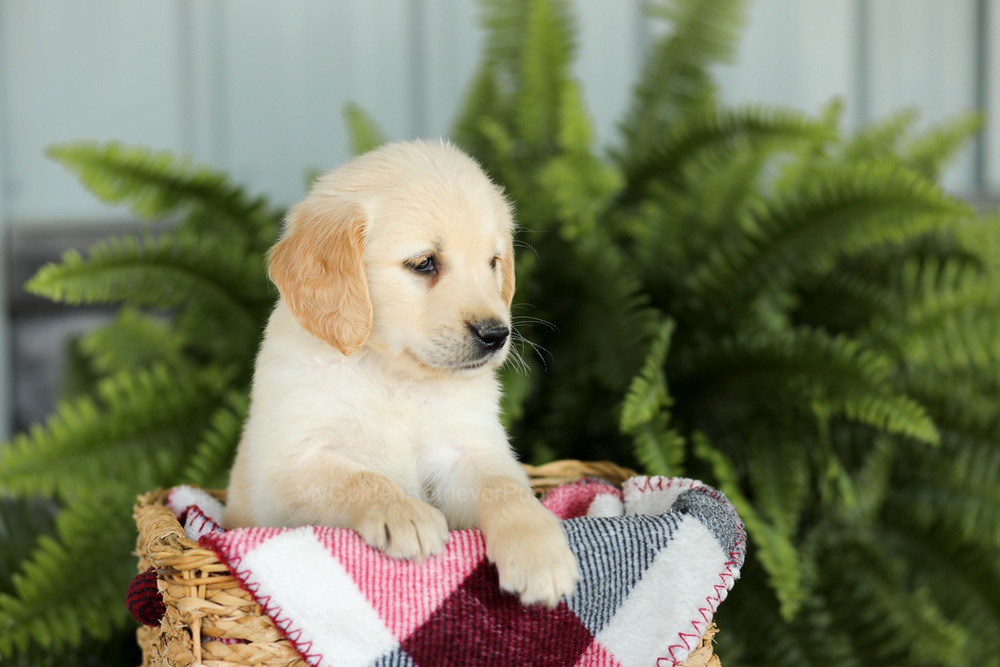 Brady Image of Brady, a Golden Retriever puppy
