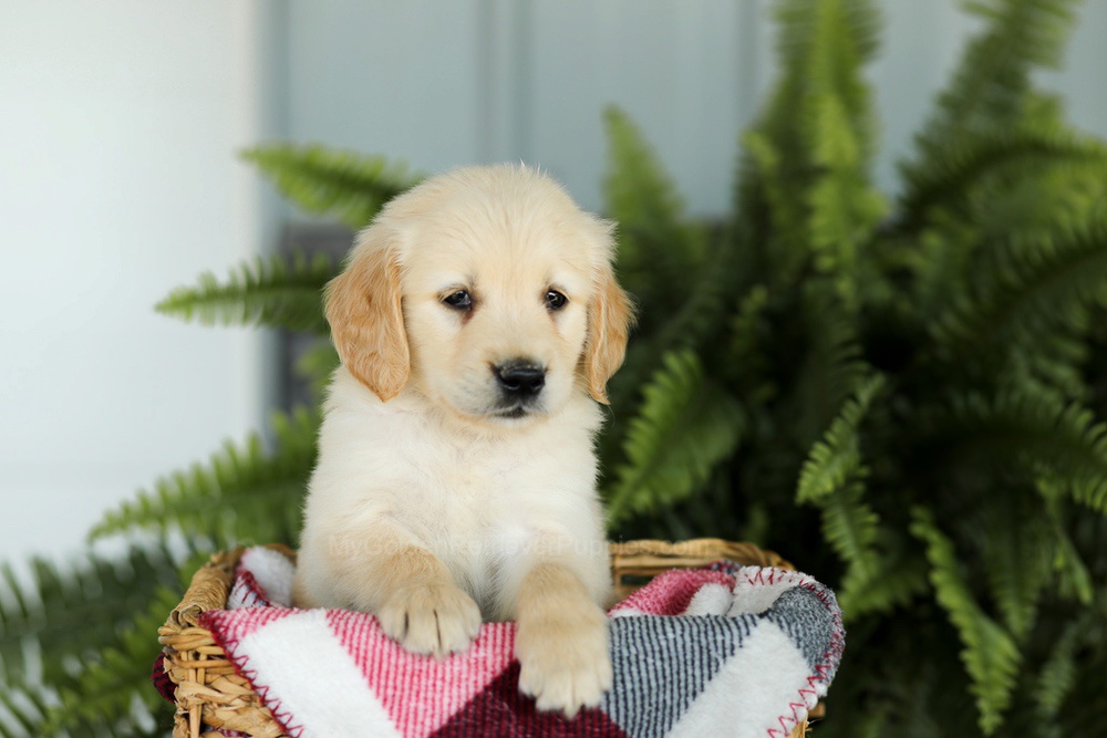 Brady Image of Brady, a Golden Retriever puppy