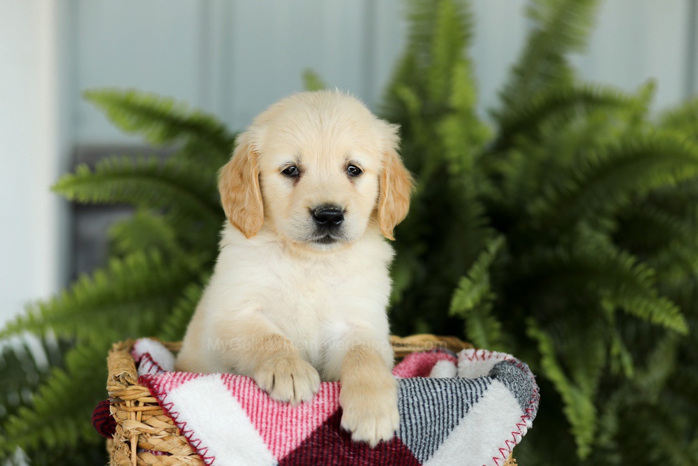 Brady Image of Brady, a Golden Retriever puppy