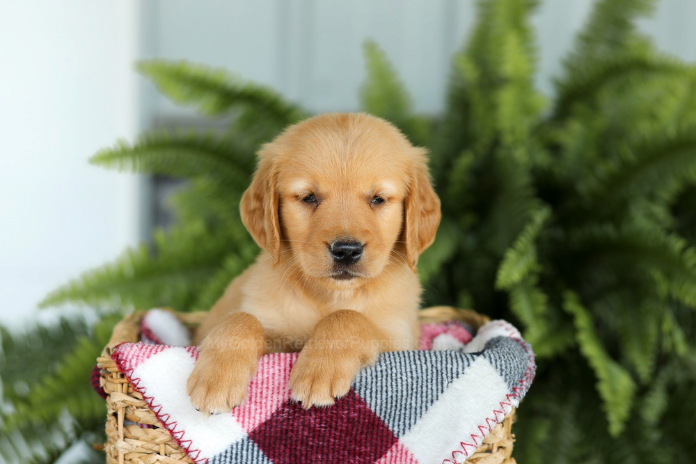 Brock Image of Brock, a Golden Retriever puppy