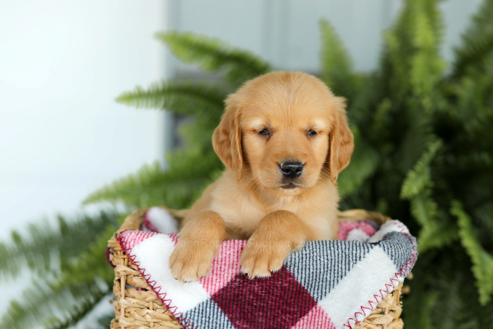 Brock Image of Brock, a Golden Retriever puppy