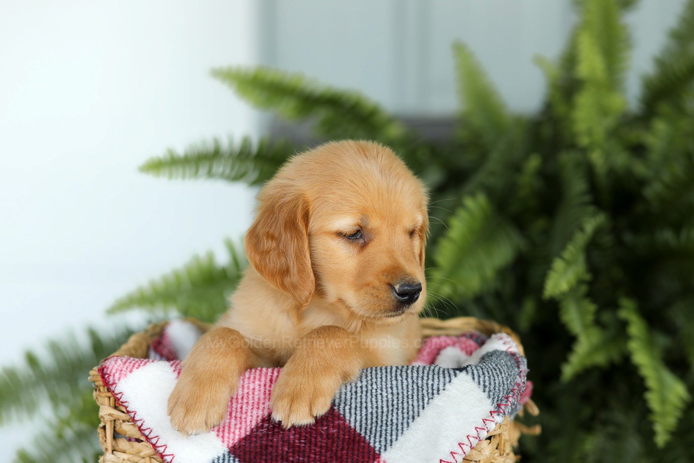 Brock Image of Brock, a Golden Retriever puppy