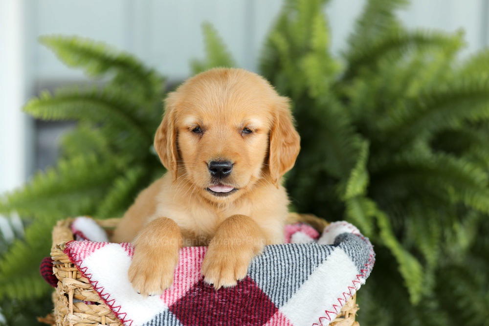 Brock Image of Brock, a Golden Retriever puppy