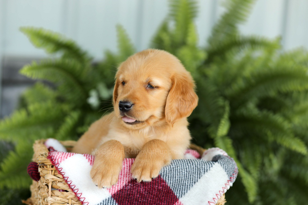 Brock Image of Brock, a Golden Retriever puppy