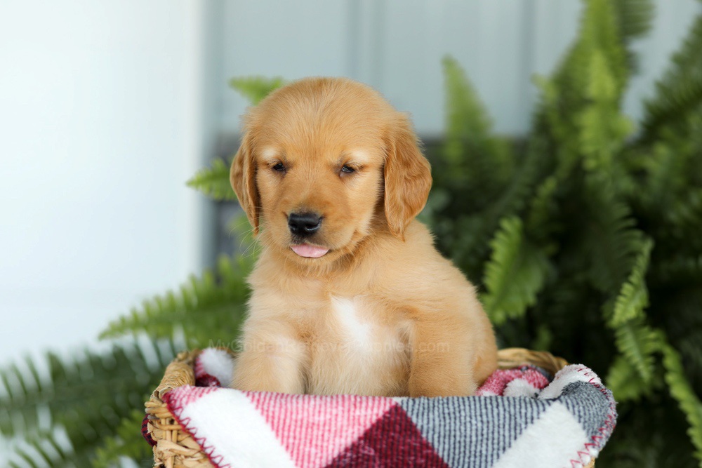 Brock Image of Brock, a Golden Retriever puppy