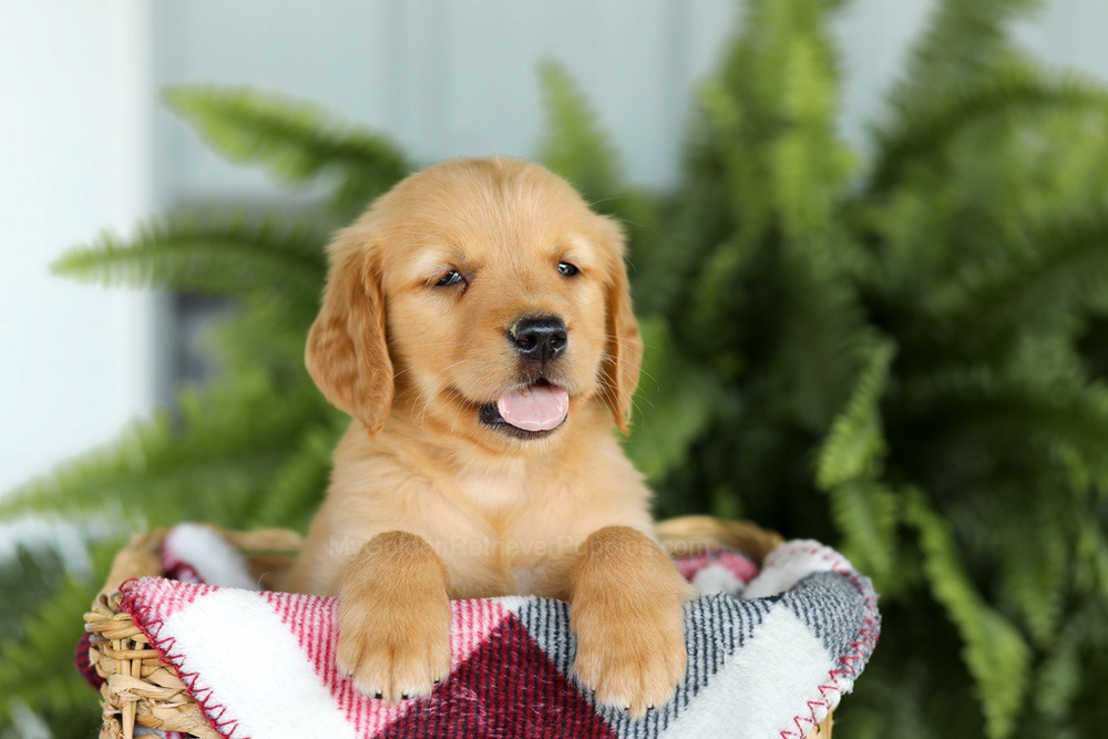 Brock Image of Brock, a Golden Retriever puppy