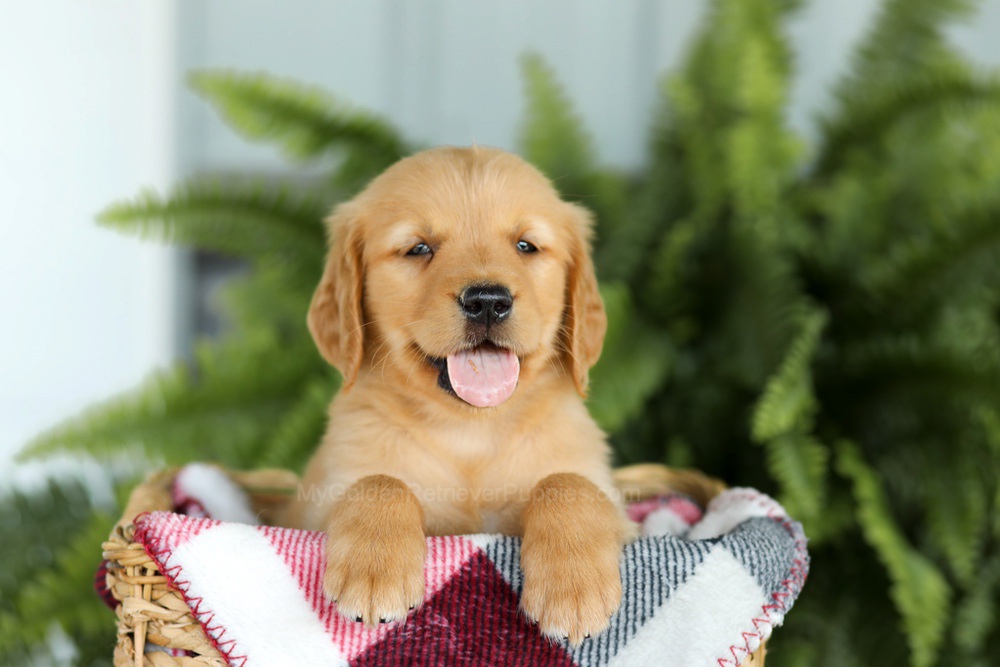 Brock Image of Brock, a Golden Retriever puppy