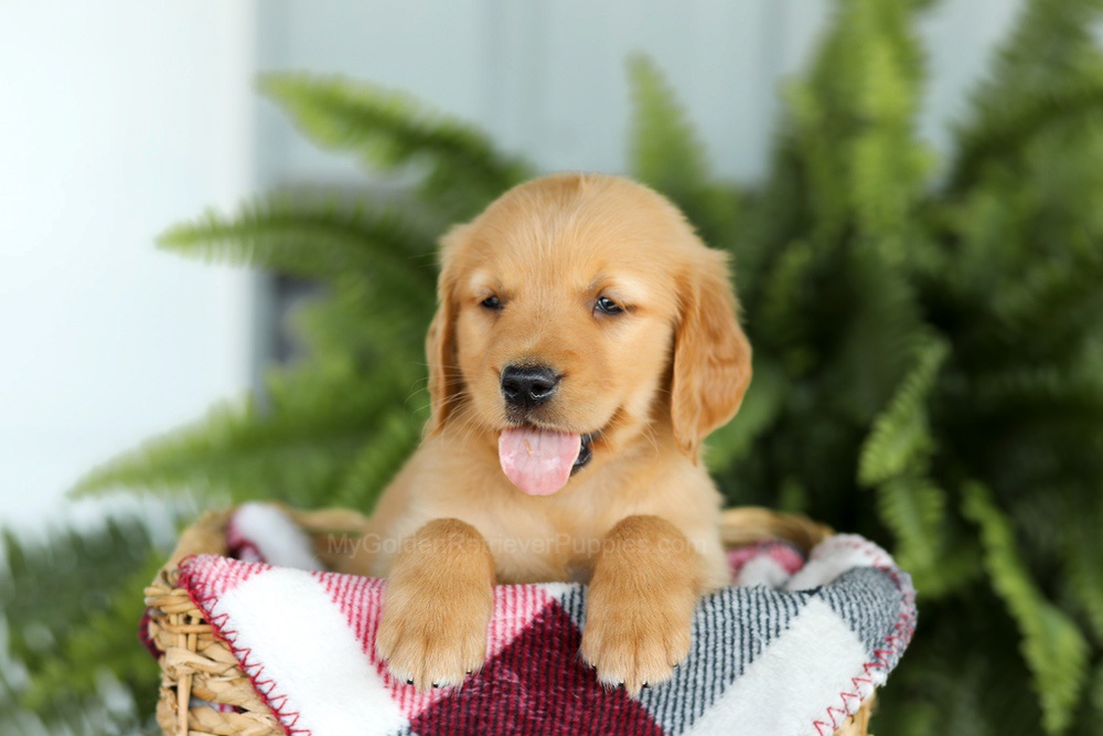 Brock Image of Brock, a Golden Retriever puppy