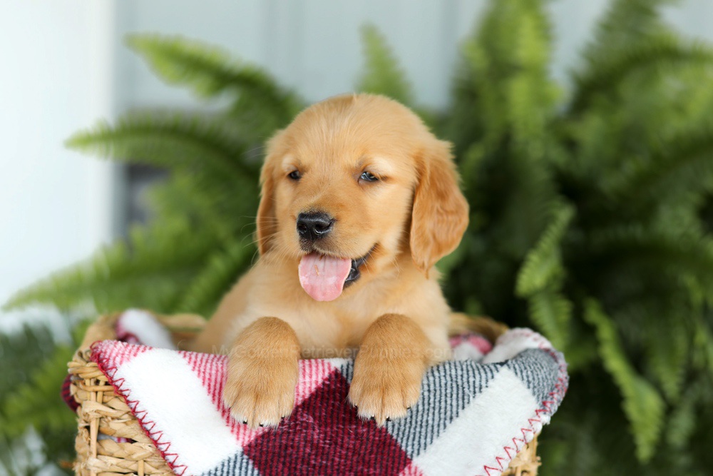 Brock Image of Brock, a Golden Retriever puppy