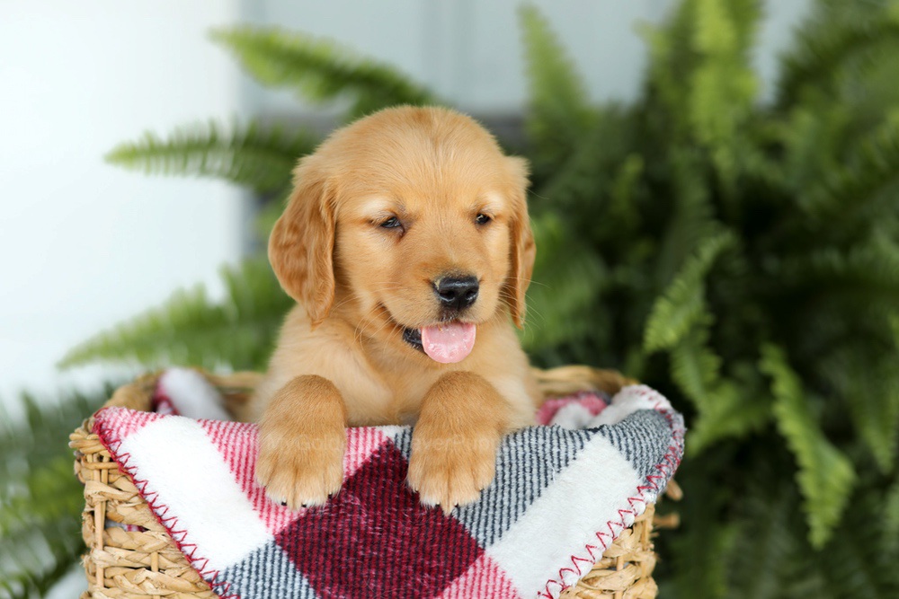 Brock Image of Brock, a Golden Retriever puppy