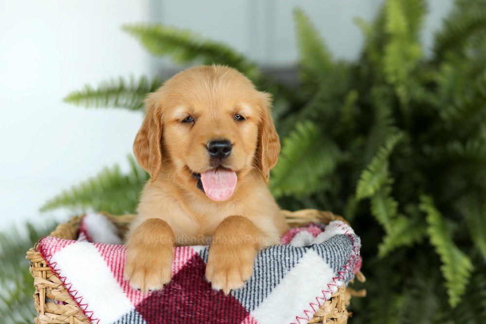 Brock Image of Brock, a Golden Retriever puppy
