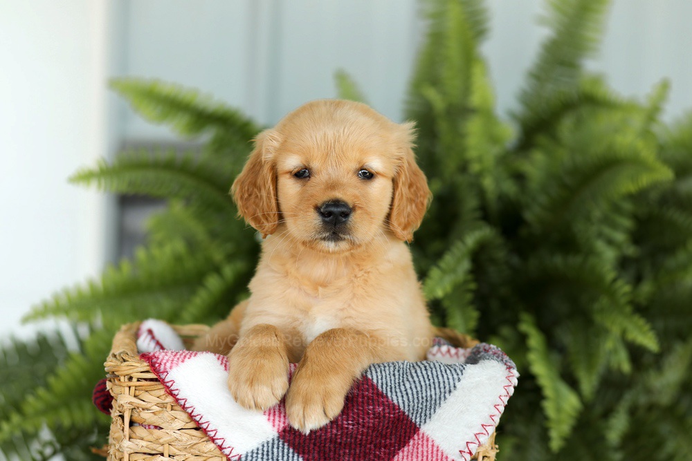 Brooklyn Image of Brooklyn, a Golden Retriever puppy