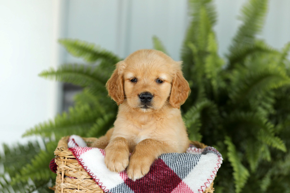 Brooklyn Image of Brooklyn, a Golden Retriever puppy
