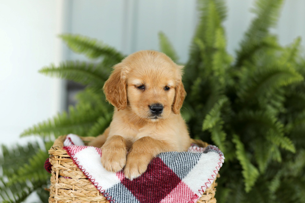Brooklyn Image of Brooklyn, a Golden Retriever puppy