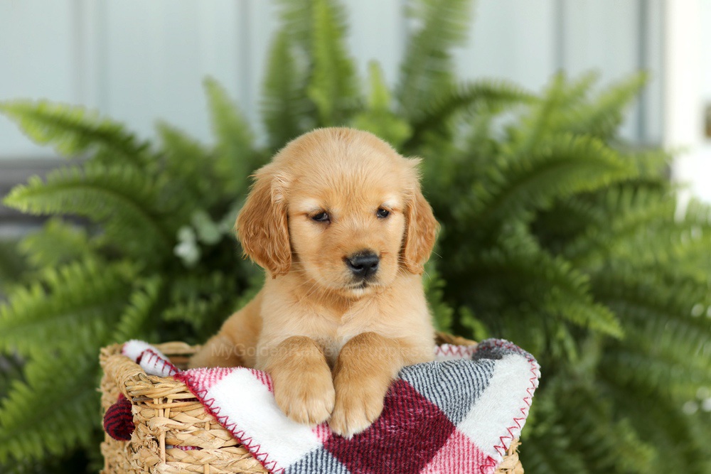 Brooklyn Image of Brooklyn, a Golden Retriever puppy