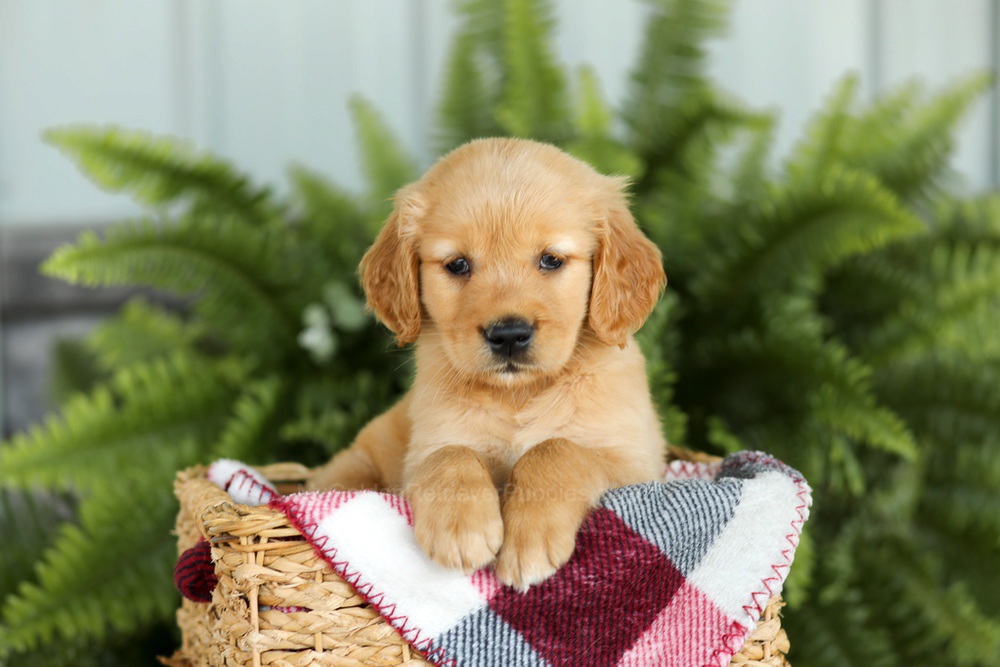 Brooklyn Image of Brooklyn, a Golden Retriever puppy