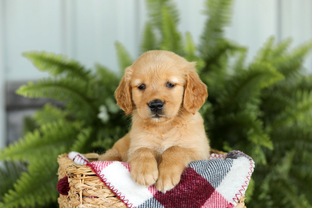 Brooklyn Image of Brooklyn, a Golden Retriever puppy