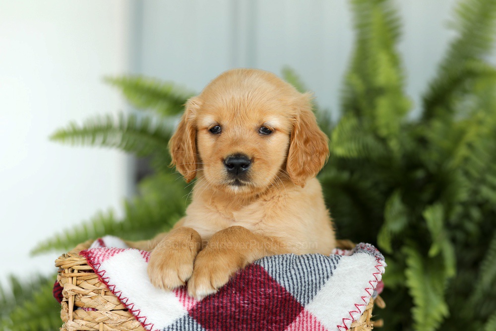 Brooklyn Image of Brooklyn, a Golden Retriever puppy