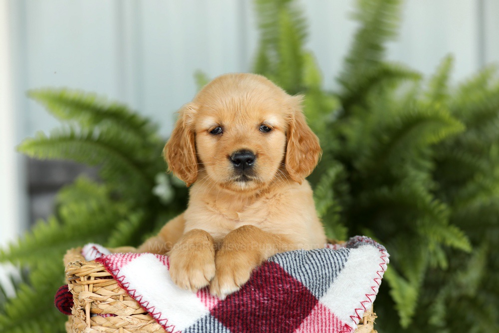 Brooklyn Image of Brooklyn, a Golden Retriever puppy