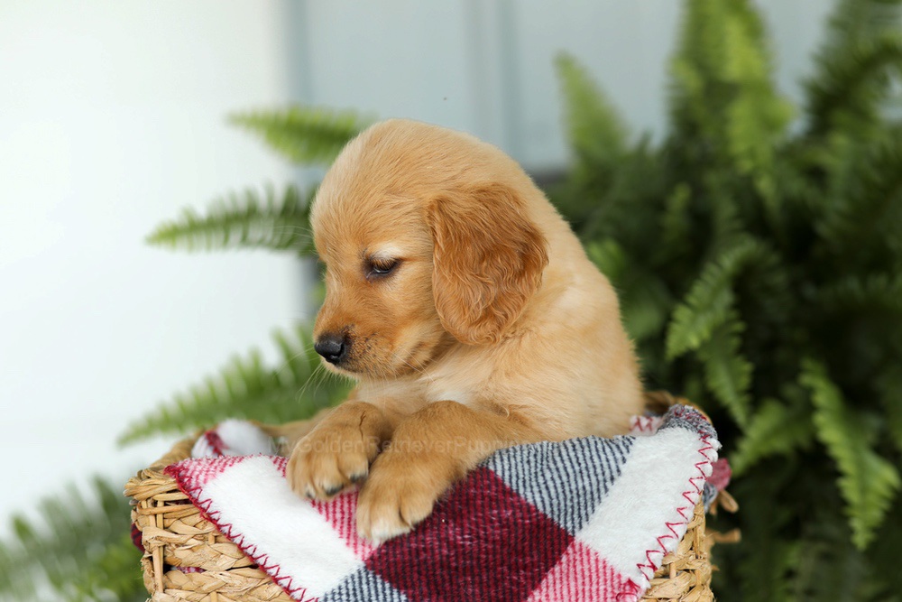 Brooklyn Image of Brooklyn, a Golden Retriever puppy