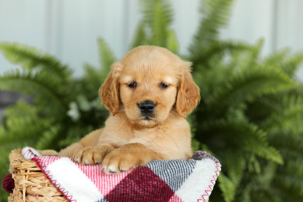 Brooklyn Image of Brooklyn, a Golden Retriever puppy