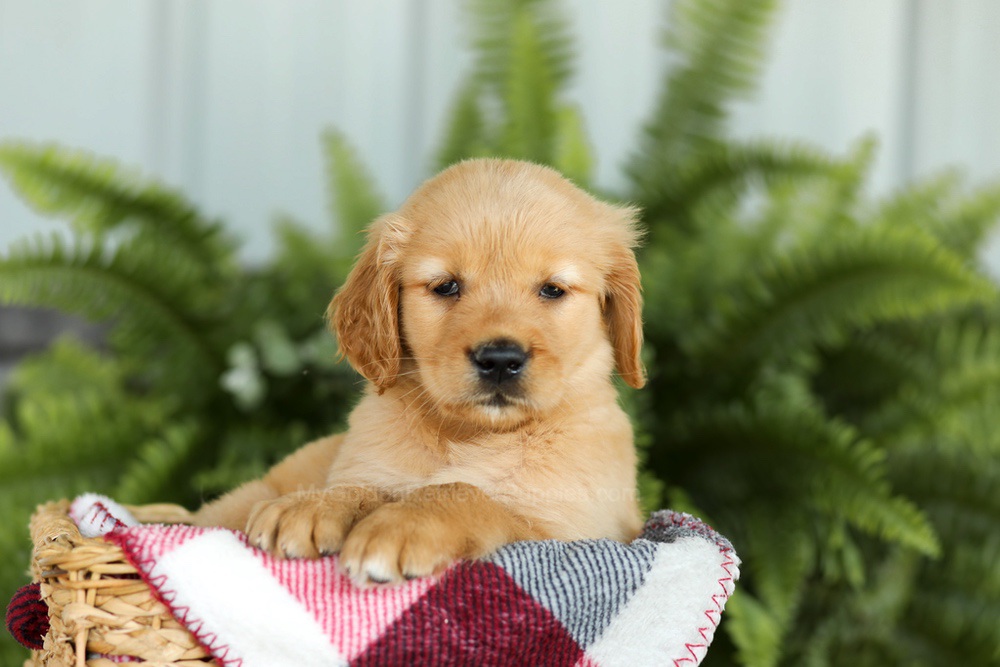 Brooklyn Image of Brooklyn, a Golden Retriever puppy