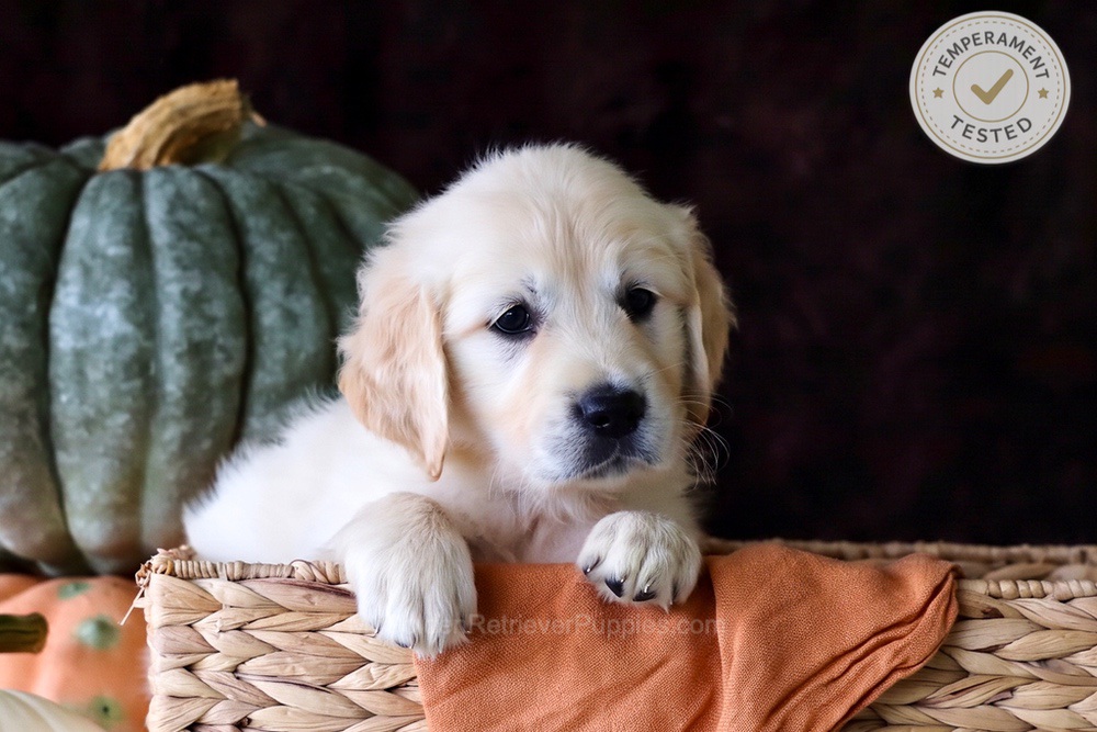 Brownie Image of Brownie, a Golden Retriever puppy
