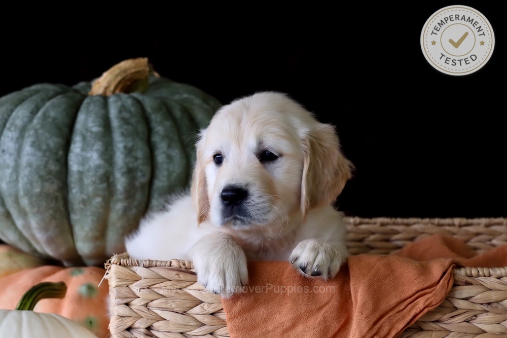 Brownie Image of Brownie, a Golden Retriever puppy