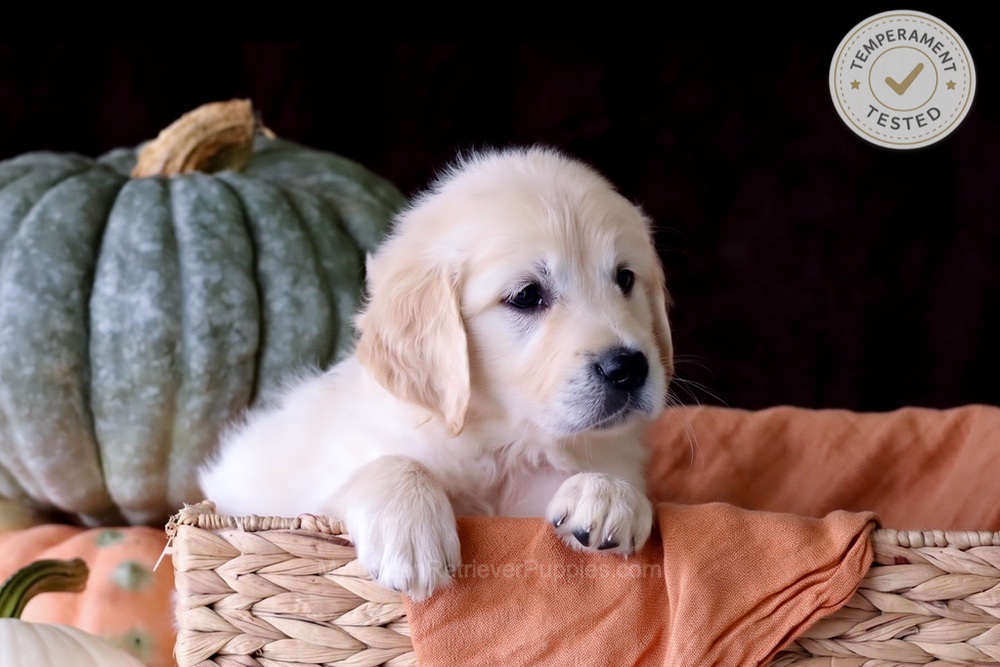 Brownie Image of Brownie, a Golden Retriever puppy