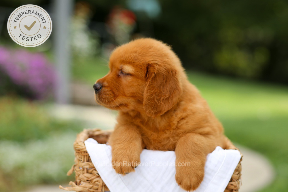 Candy Image of Candy, a Golden Retriever puppy