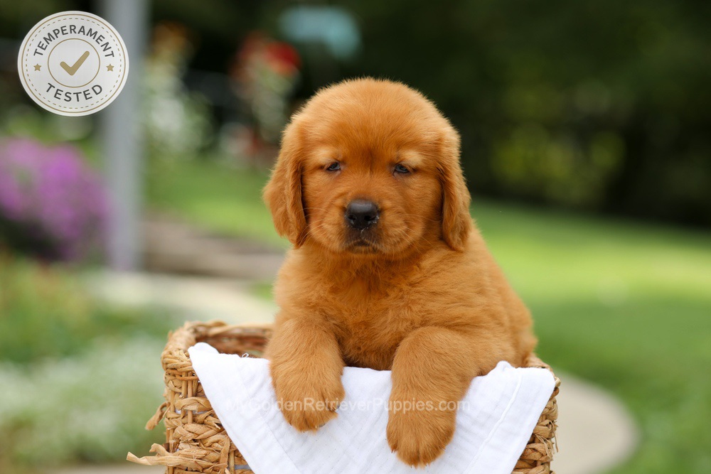 Candy Image of Candy, a Golden Retriever puppy