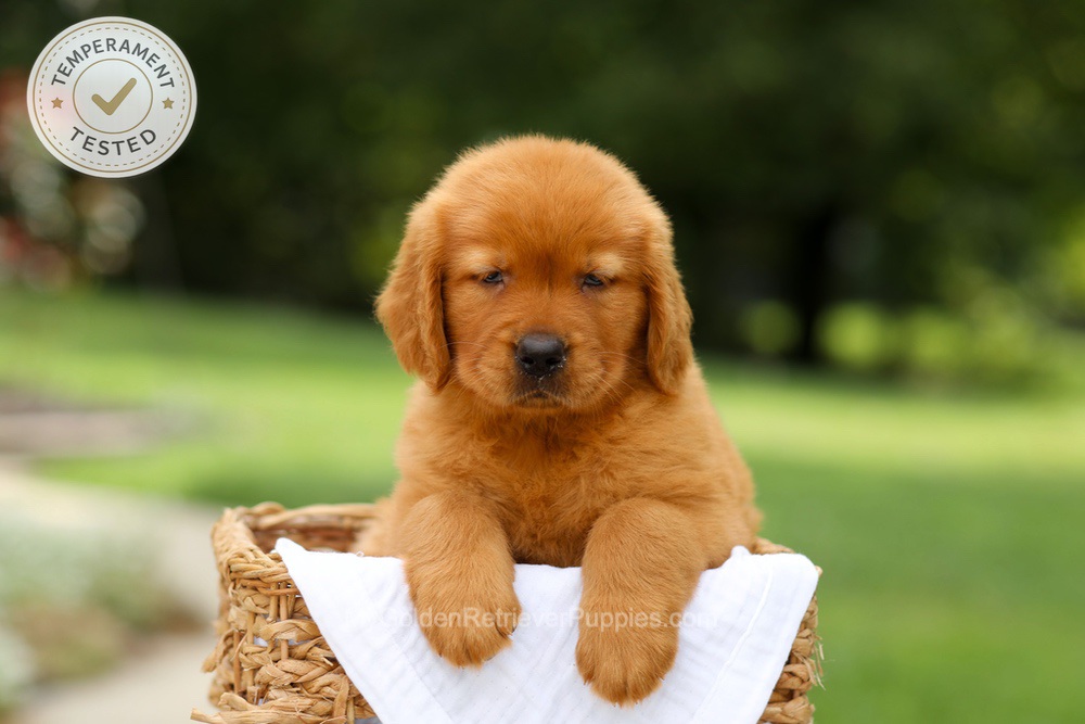 Candy Image of Candy, a Golden Retriever puppy