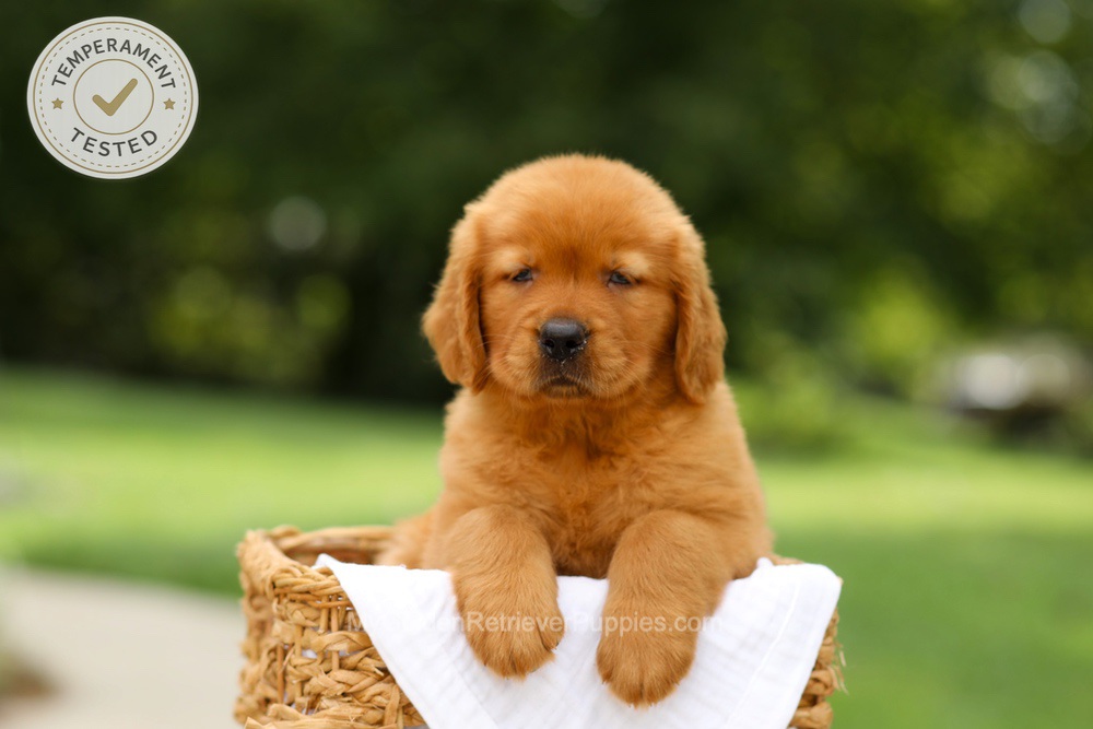 Candy Image of Candy, a Golden Retriever puppy