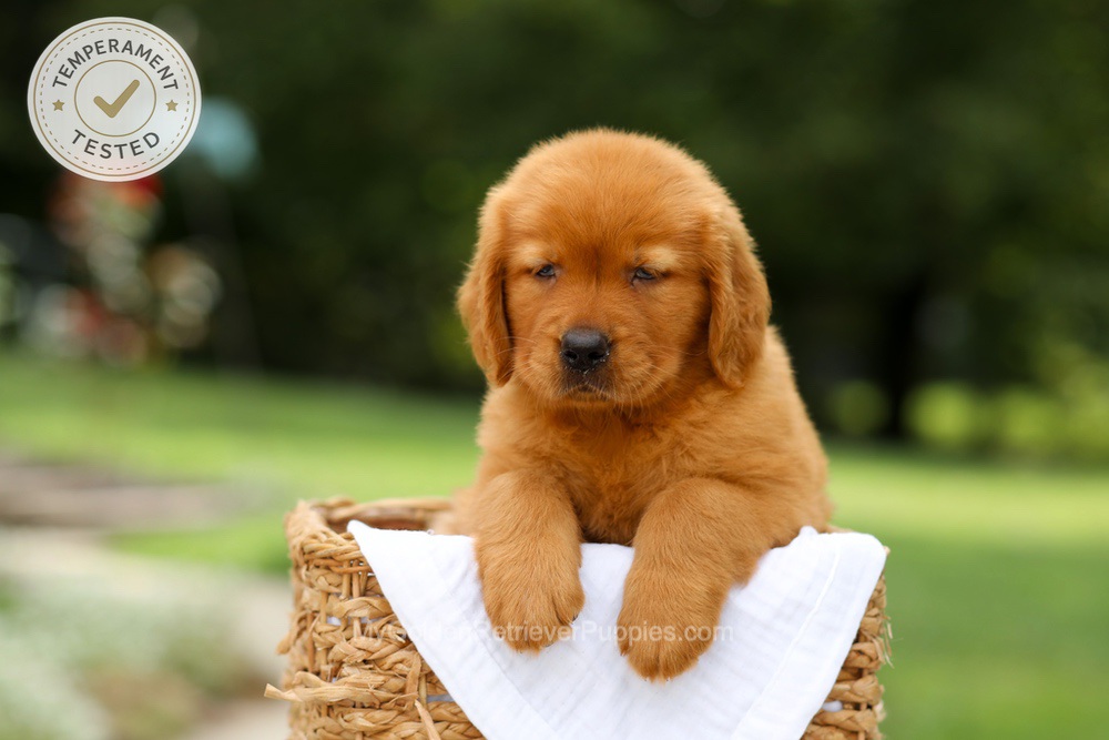Candy Image of Candy, a Golden Retriever puppy