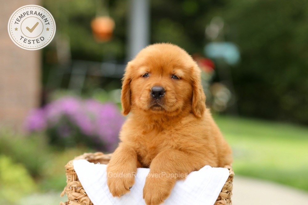 Candy Image of Candy, a Golden Retriever puppy
