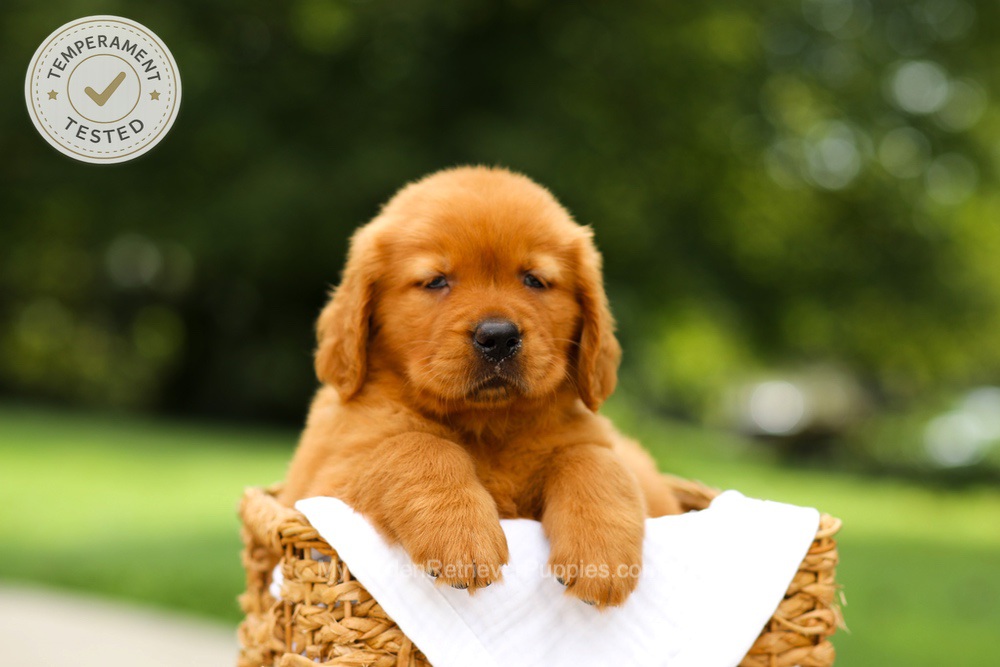 Candy Image of Candy, a Golden Retriever puppy