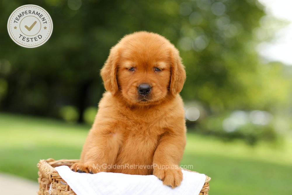 Candy Image of Candy, a Golden Retriever puppy
