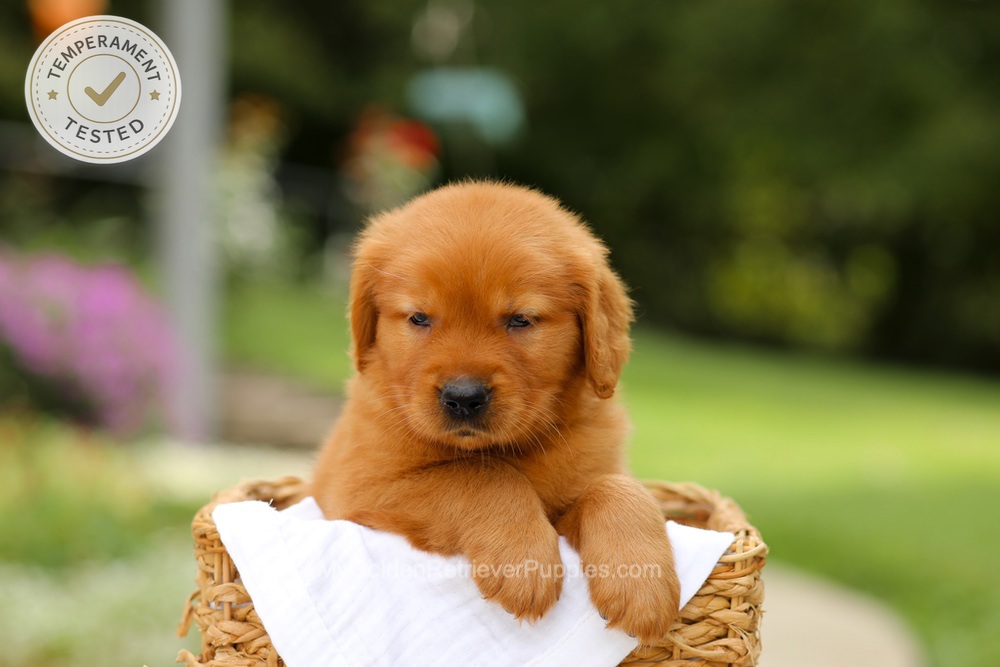 Captain Image of Captain, a Golden Retriever puppy