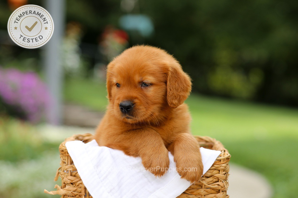 Captain Image of Captain, a Golden Retriever puppy
