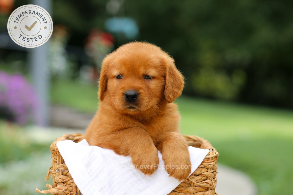 Captain Image of Captain, a Golden Retriever puppy