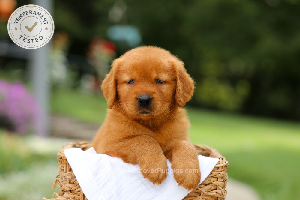 Captain Image of Captain, a Golden Retriever puppy