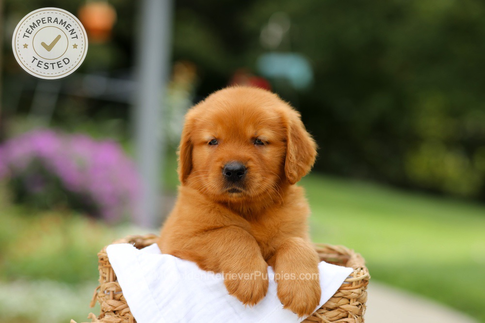 Captain Image of Captain, a Golden Retriever puppy