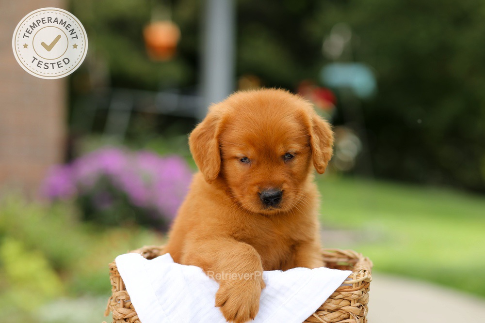 Captain Image of Captain, a Golden Retriever puppy