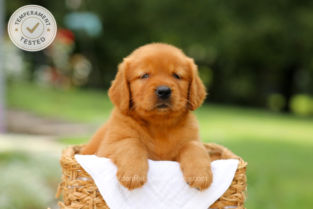 Captain Image of Captain, a Golden Retriever puppy