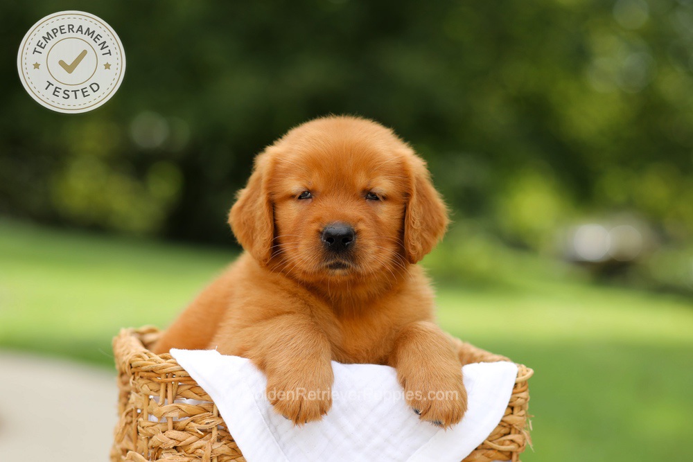 Captain Image of Captain, a Golden Retriever puppy
