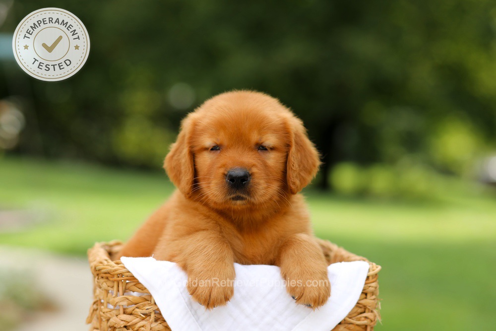 Captain Image of Captain, a Golden Retriever puppy