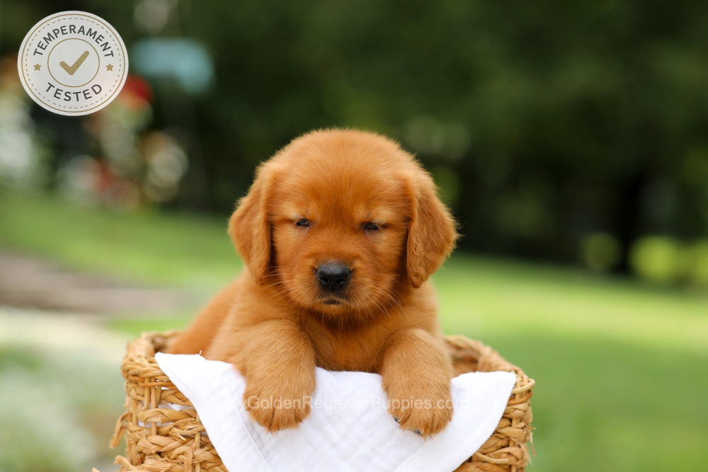 Captain Image of Captain, a Golden Retriever puppy