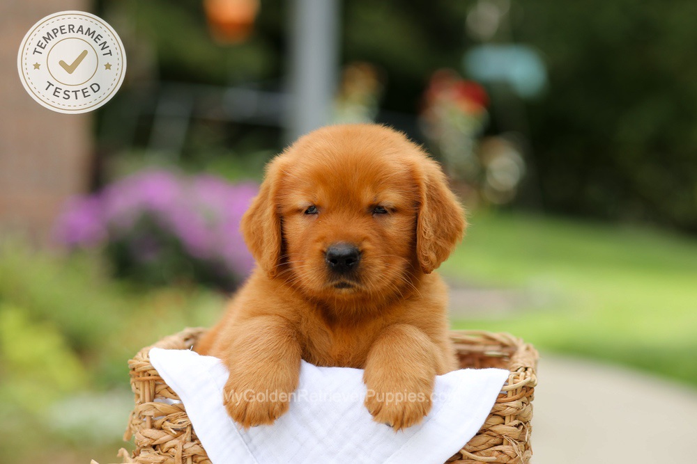 Captain Image of Captain, a Golden Retriever puppy
